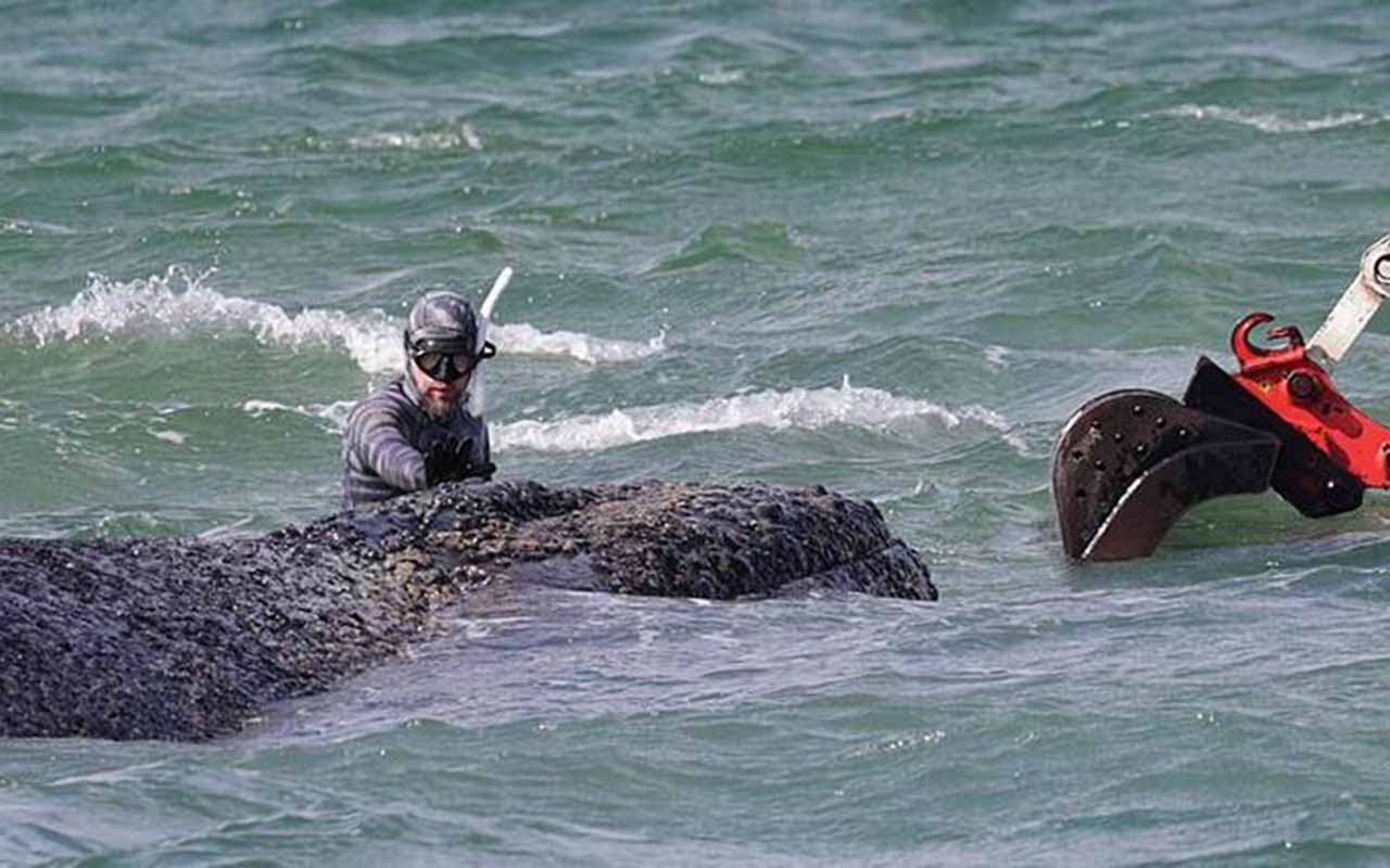 Verzweifelter Kampf in den Fluten: Rettungsaktion für gestrandeten Buckelwal in der Ostsee erneut unterbrochen