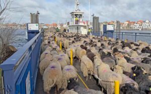 Spektakuläre Rückkehr: Hunderte Schafe überqueren die Trave auf der Priwallfähre zum Dummersdorfer Ufer